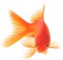 ماهی قرمز فقط حافظه کوتاه مدت دارد؟!