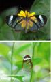 شگفت انگیزترین پروانه های دنیا + عکس