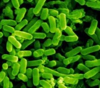 محققان ایرانی باکتری جدیدی را شناسایی و ثبت کردند 1