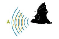خفاش‌ها چگونه صدای خود را در فضاهای پرصدا تشخیص می‌دهند 1