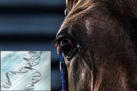 اجرای طرح ژنومیک اسب اصیل ترکمن در خراسان شمالی 1