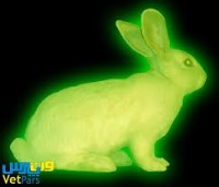 تولید خرگوش‌های تراریخته شب‌تاب