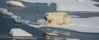 قطب شمال سریعتر از دیگرمناطق گرم می‌شود