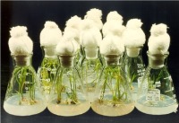 تولیدترکیبات باارزش گیاهی در بیوراکتورهای آزمایشگاهی