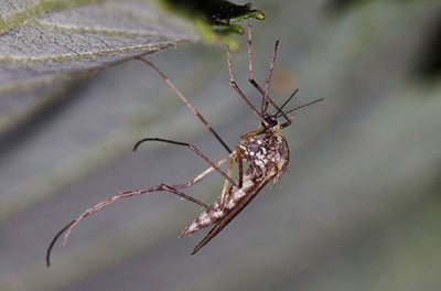 جلوگیری از نیش زدن پشه‌ها با تغییر ژن