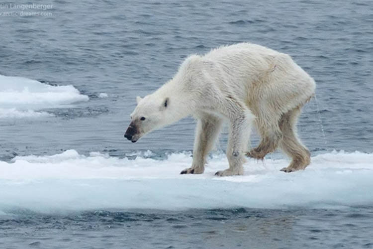 خرس‌های قطبی به سرعت در حال انقراض هستند
