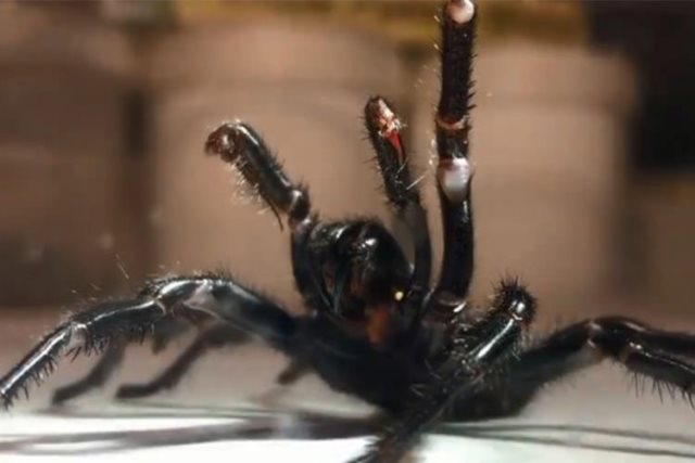 تهیه پادزهر از بزرگ‌ترین عنکبوت جهان در استرالیا