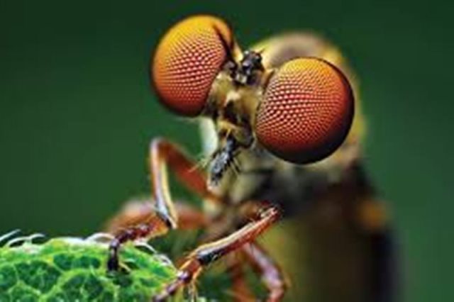 محققان چینی چشم مصنوعی حشرات ساختند