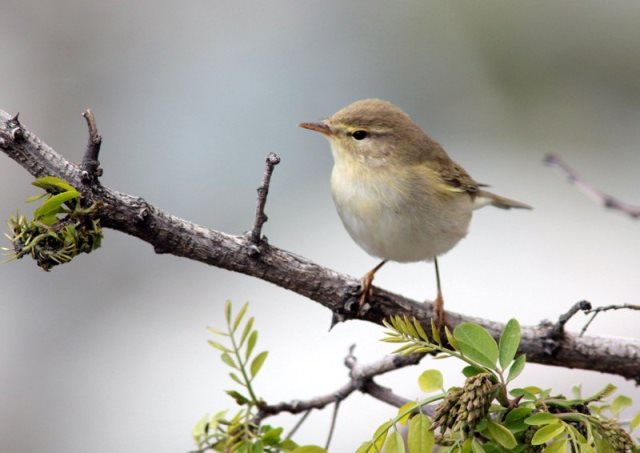 دو گونه پرنده جدید در تالاب بین المللی گندمان ثبت شد
