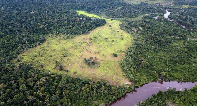 12 میلیون هکتار جنگل استوایی نابود شد