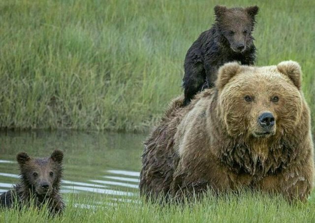 چه عواملی زیستن خرس‌ها را به خطر می‌اندازد