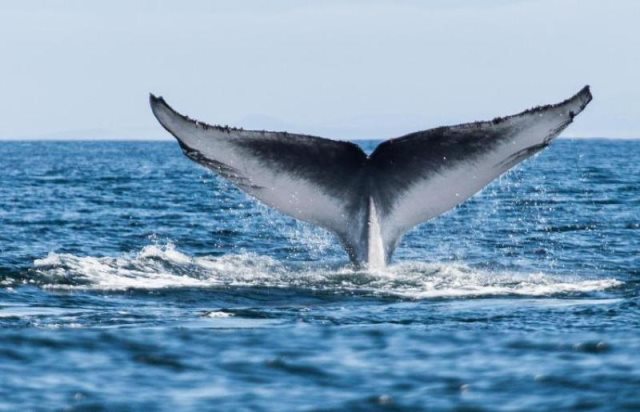 چرا نهنگ‌ها سرطان نمی‌گیرند