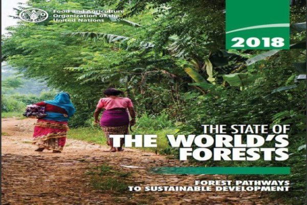 استفاده از جوامع بومی، رمز موفقیت مدیریت پایدار جنگل‌ها