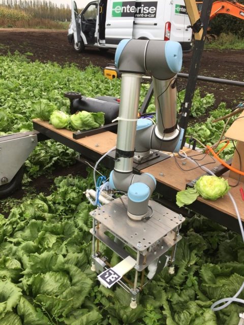 ورود ربات‌های کشاورز به مزرعه کاهو