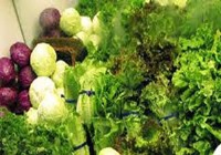 این 10 ماده غذایی را در فریزر نگهداری نکنید
