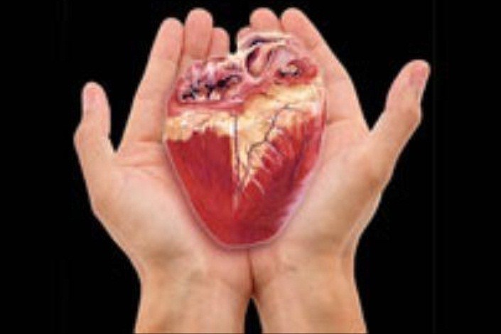تولید قلب ضربان دار به وسیله اسکلت قلب موش و سلول‌های بنیادی