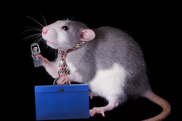 امواج تلفن همراه باعث عارضه قلبی در موش‌ها شد