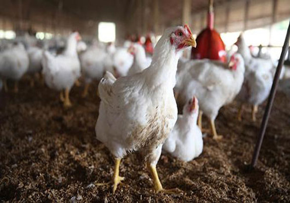 کاهش آلودگی گوشت مرغ به باکتری‌ها با کشتار صنعتی