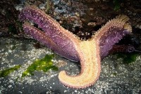 کشف علت مرگ دسته‌جمعی ستاره‌های دریایی 