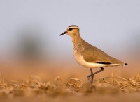 مشاهده پرنده درمعرض انقراض در تالاب گندمان