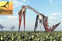 کشف فسیل پرنده عظیم 70 میلیون ساله با بال‌های 11 متری