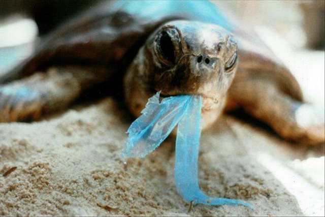 ممنوعیت تولید کیسه‌های پلاستیکی در نیوزیلند