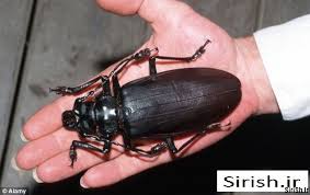 بزرگترین حشرات دنیا 