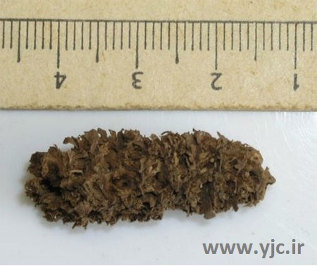 قدیمی‌ترین آثار کشف شده روی زمین/ عکس