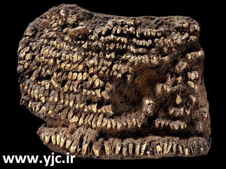 قدیمی‌ترین آثار کشف شده روی زمین/ عکس