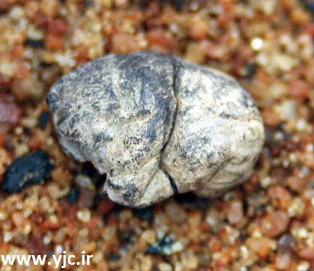 قدیمی‌ترین آثار کشف شده روی زمین/ عکس