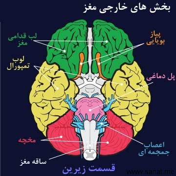 بخش های مغز