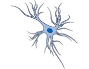 انواع سلول های عصبی