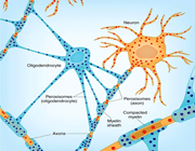 انواع سلول های عصبی