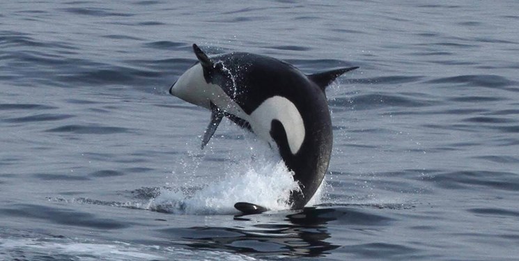 خوشحالی دانشمندان از تولد نوزاد نهنگ در حال انقراض