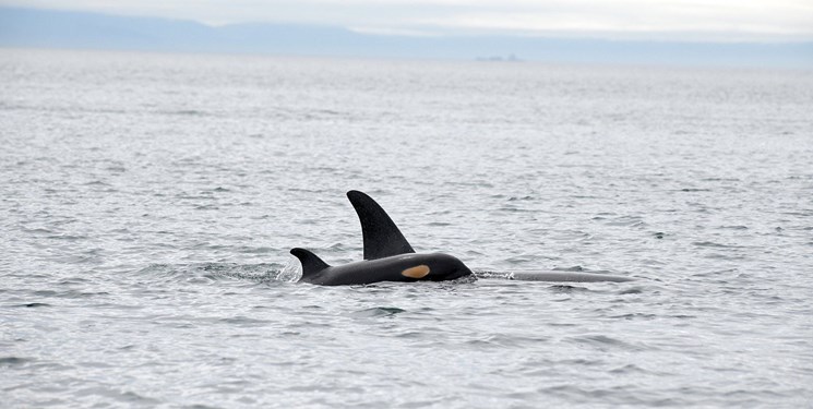 خوشحالی دانشمندان از تولد نوزاد نهنگ در حال انقراض
