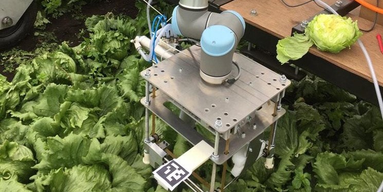 رباتی که کاهوها را بسته بندی می‌کند