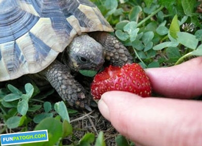 انشا در مورد لاک پشت