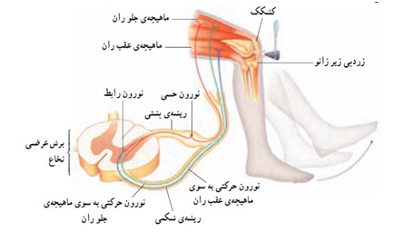 تصویر مرتبط