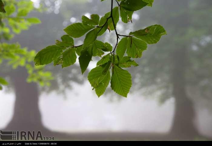 آشنایی با منطقه زیبای حفاظت شده مازیچال