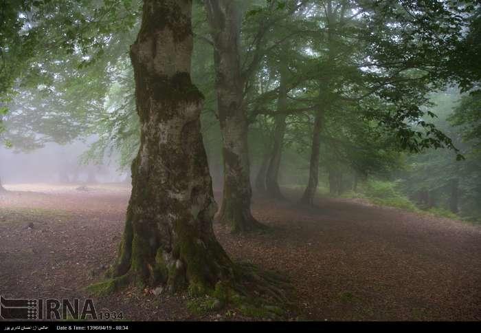 آشنایی با منطقه زیبای حفاظت شده مازیچال
