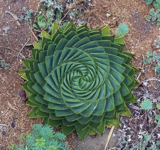 گیاهان هندسی شکل