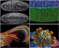 برگزاری سومین مسابقه عکاسی میکروسکوپی در سال 96