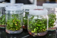 تجاری‌سازی دستاوردهای تحقیقاتی محققان بیوتکنولوژی کشاورزی