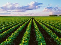 واگذاری دانش فنی فناوری پلاسمای سرد به پژوهشکده بیوتکنولوژی