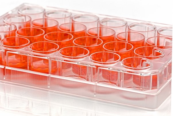 بانک سلول‌های بنیادین پالپ دندان ایجاد می‌شود