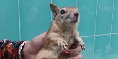 عمل جراحی آب مروارید چشم اسب و قناری در تبریز