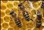 تولید زنبوری ویژه مزارع برنج و ذرت
