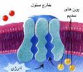 انیمیشن پمپ سدیم-پتاسیم  ویژه ی درس زیست‌شناسی