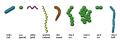 باکتری‌ها (Bacteria)