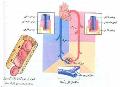 گزیده نکات درسی-گردش مواد در جانداران